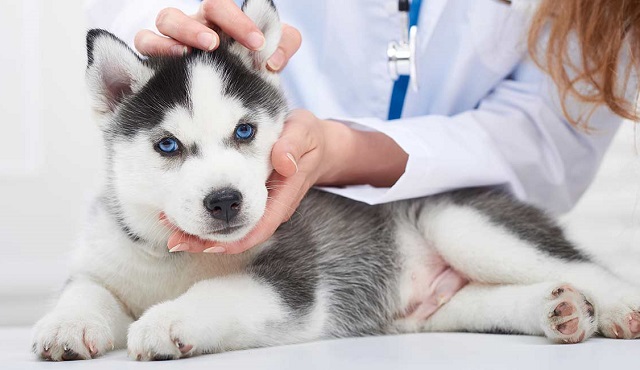 بیمه درمان حیوانات خانگی