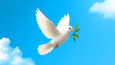 خرید بیمه جنگ در ازکی